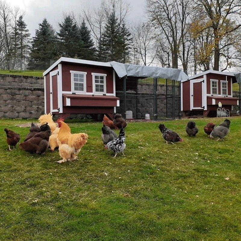 OverEZ Chicken Coop Large Up to 15 Chickens - 3 Optional Colors