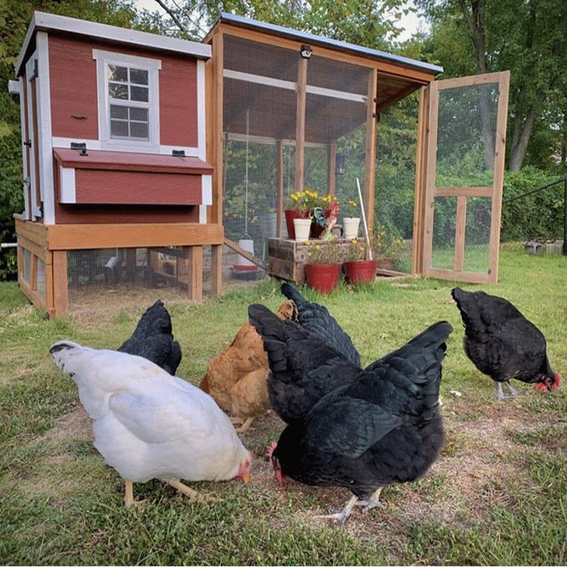 OverEZ Chicken Coop Medium Up to 10 Chickens - 3 Optional Colors